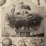 Lithographie gravure sur les nids de 1897