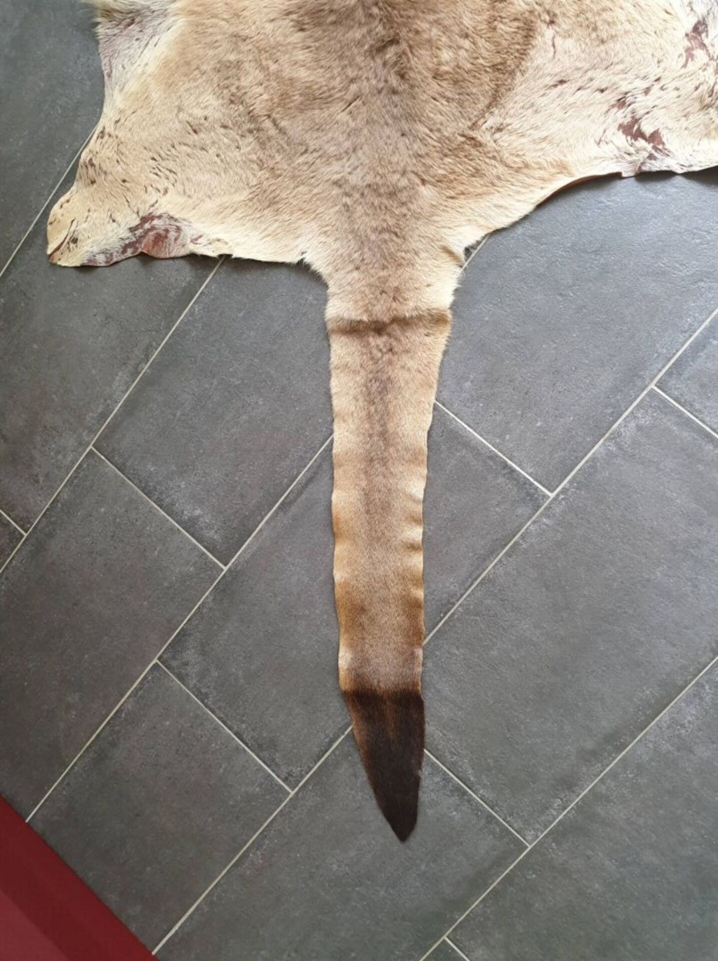 Kangaroo skin Curiosity cabinet