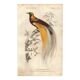 Antique engraving 1849 - Bird of Paradise by E.Travies