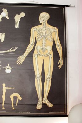 German poster anatomical Hagemann vintage, 1965