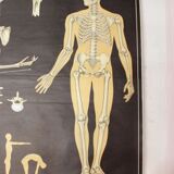 German poster anatomical Hagemann vintage, 1965