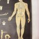German poster anatomical Hagemann vintage, 1965