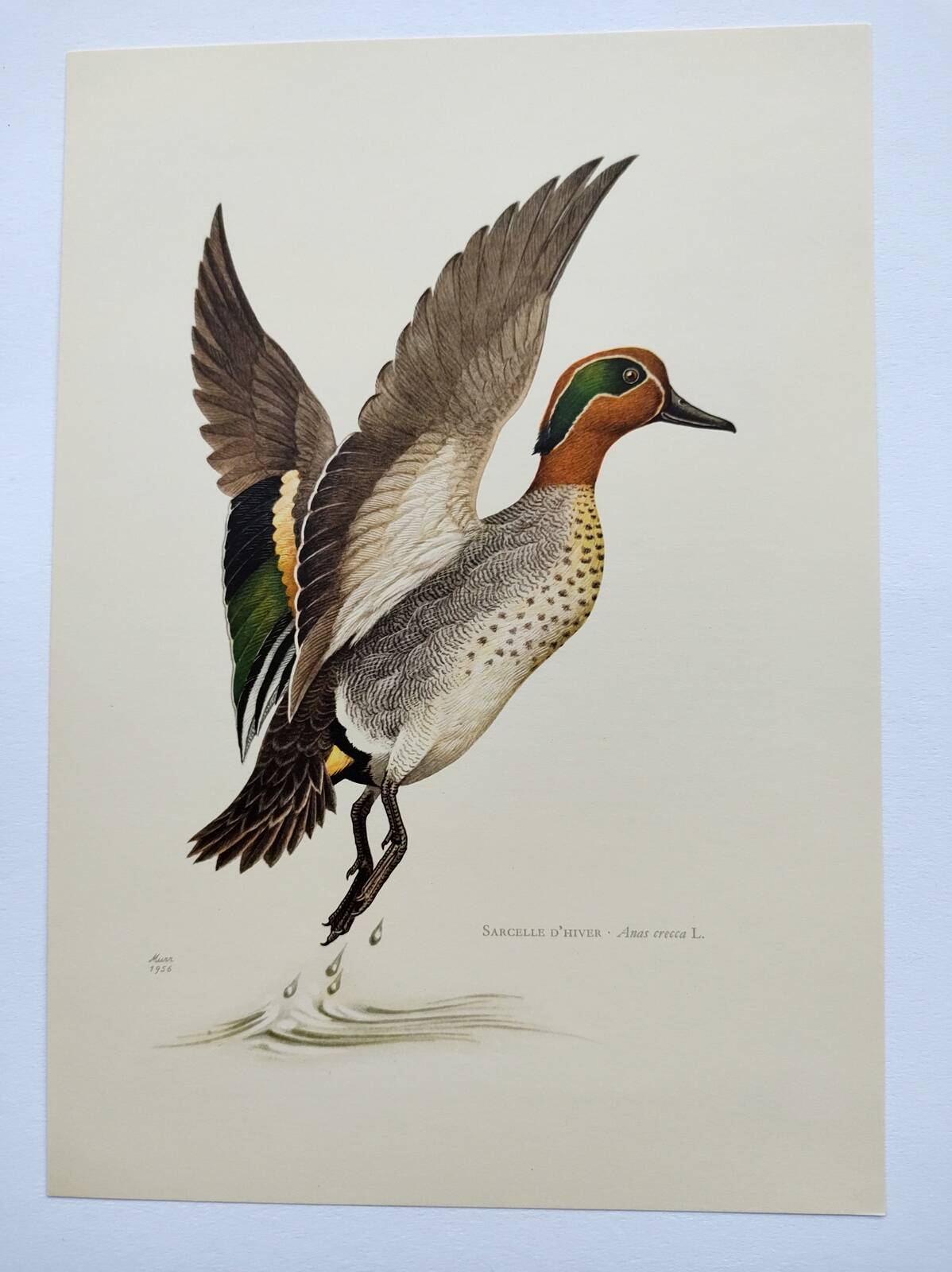 Bird board 60s - Teal - Vintage ornithological illustration