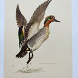 Bird board 60s - Teal - Vintage ornithological illustration