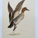 Bird board 60s - Teal - Vintage ornithological illustration