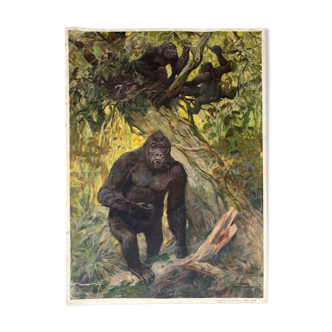 Displays educational Gorilla, 1928