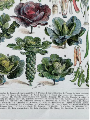 Illustration Millot "vegetables and vegetable plants"