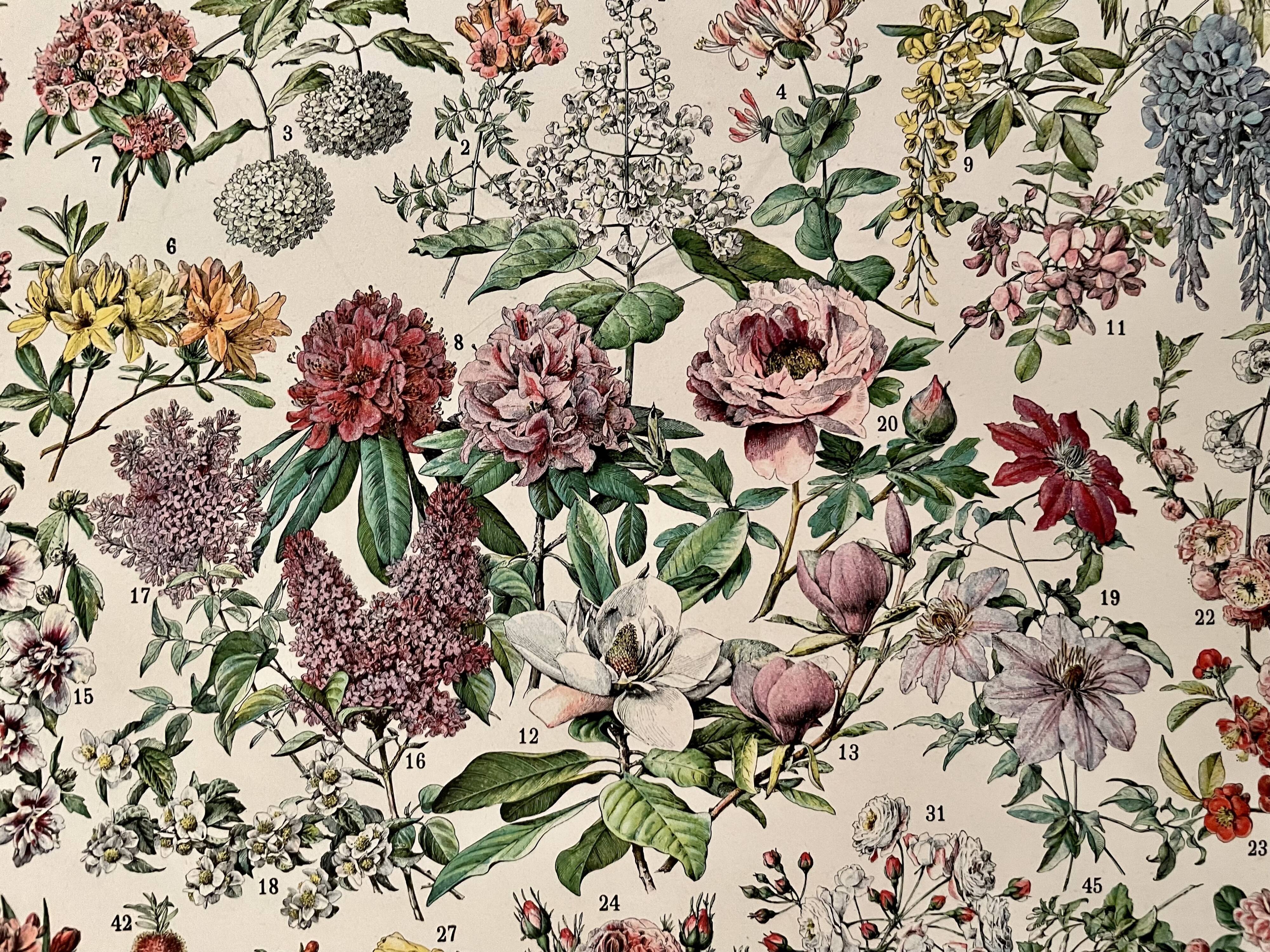 Lithograph on flowers (trees and shrubs) - 1930