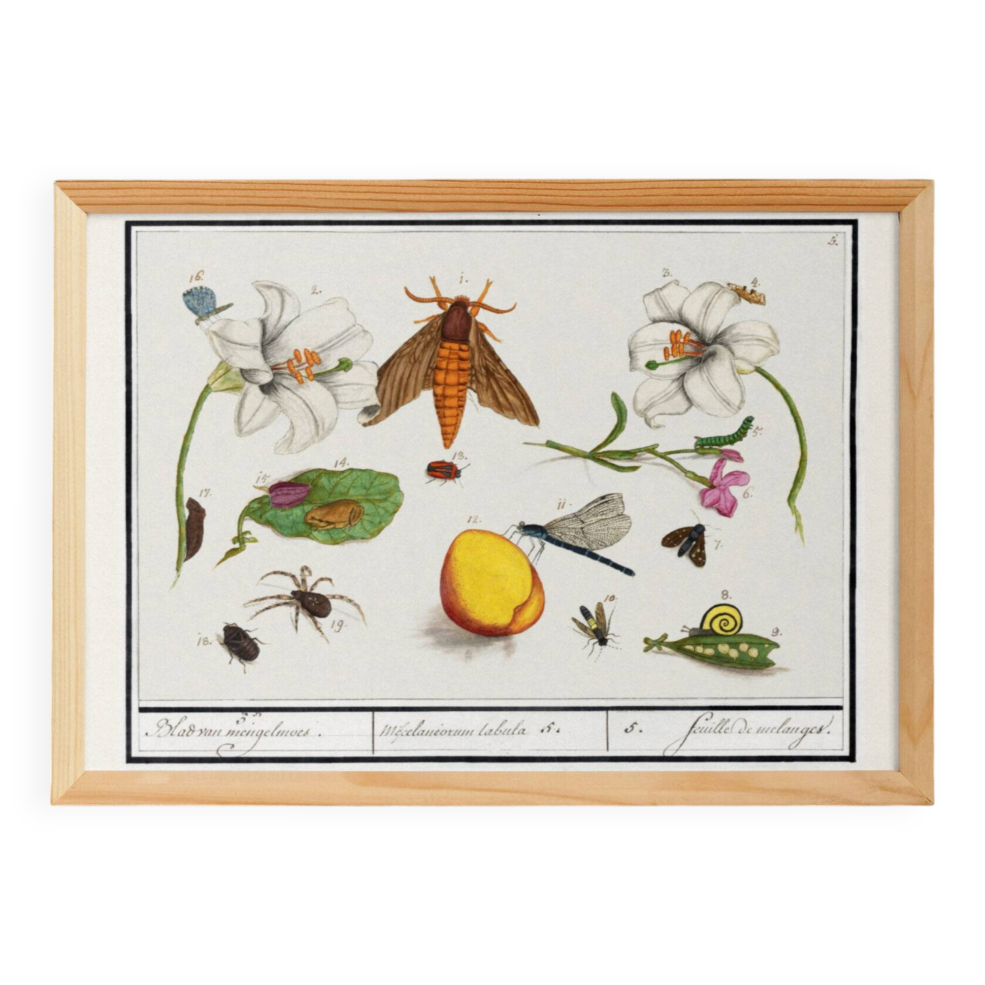 Small poster on "insects and flowers", based on an old engraving