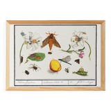 Small poster on "insects and flowers", based on an old engraving