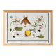 Small poster on "insects and flowers", based on an old engraving