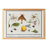 Petite affiche sur "insectes et fleurs", d’après une gravure ancienne