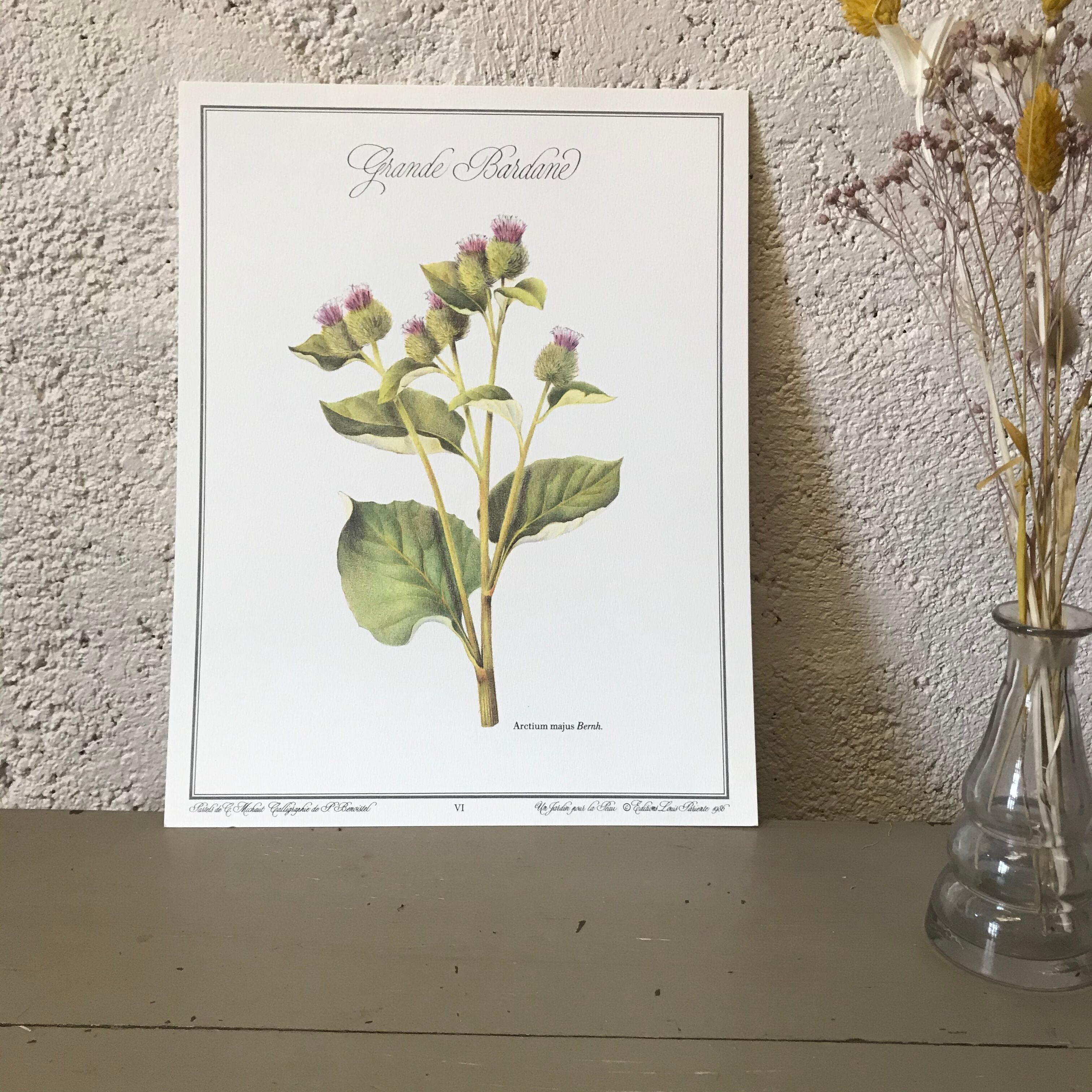 Botanical board the great Bardane