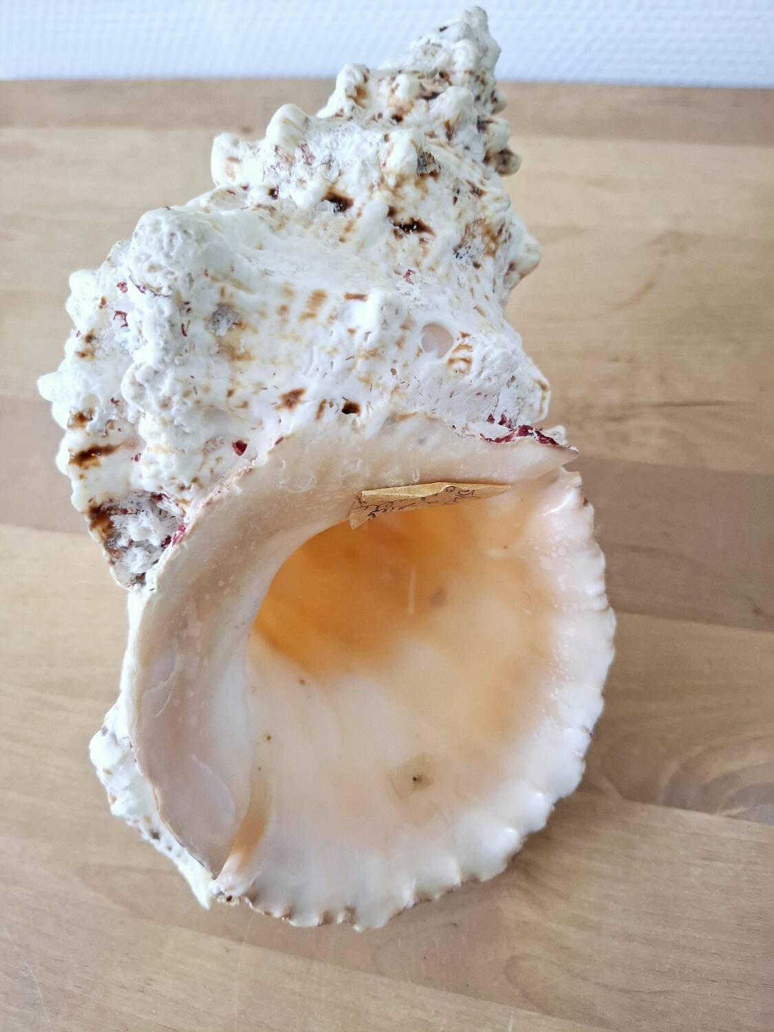 Large vintage conch