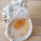 Large vintage conch