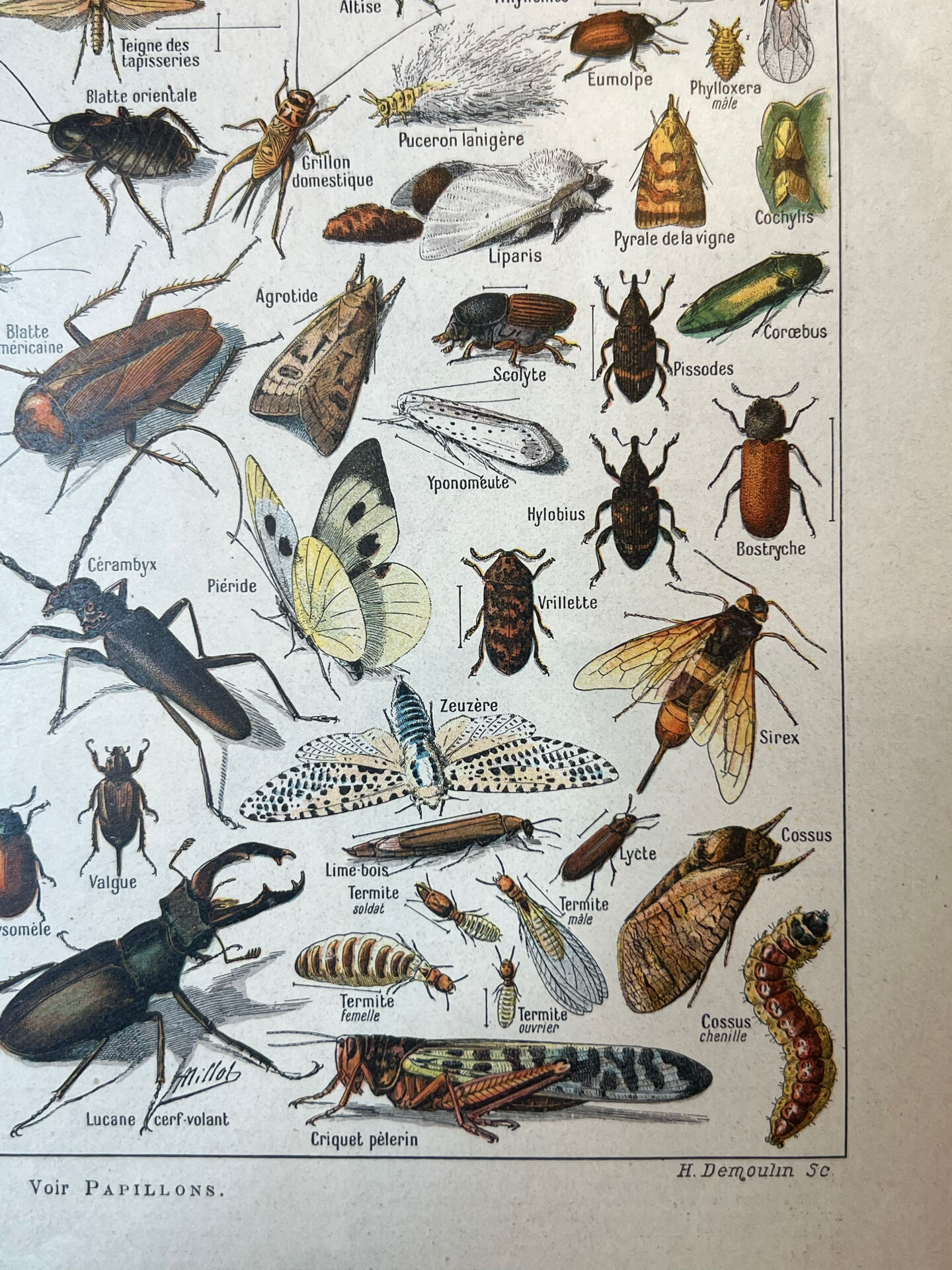 Set of 2, Zoological Plate Arthropods and Insects 1922