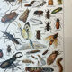 Set of 2, Zoological Plate Arthropods and Insects 1922