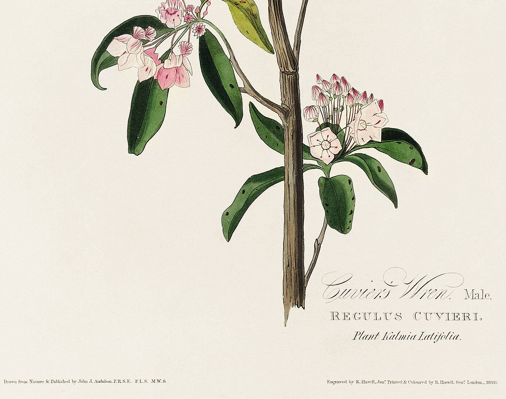 Poster about Cuvier's Kinglet, based on an old engraving from 1827.