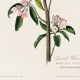 Poster about Cuvier's Kinglet, based on an old engraving from 1827.