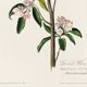 Poster about Cuvier's Kinglet, based on an old engraving from 1827.