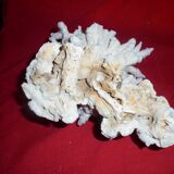 white coral branch block, curiosity cabinet, collection