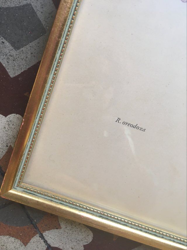 Botanical setting Rhododendron Oreodoxa by Riefel