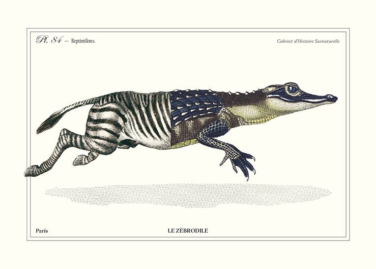 Lithograph engraving chimera animal - the zebrodile