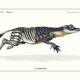 Lithograph engraving chimera animal - the zebrodile