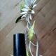 Marguerites painted sheet wall lamp