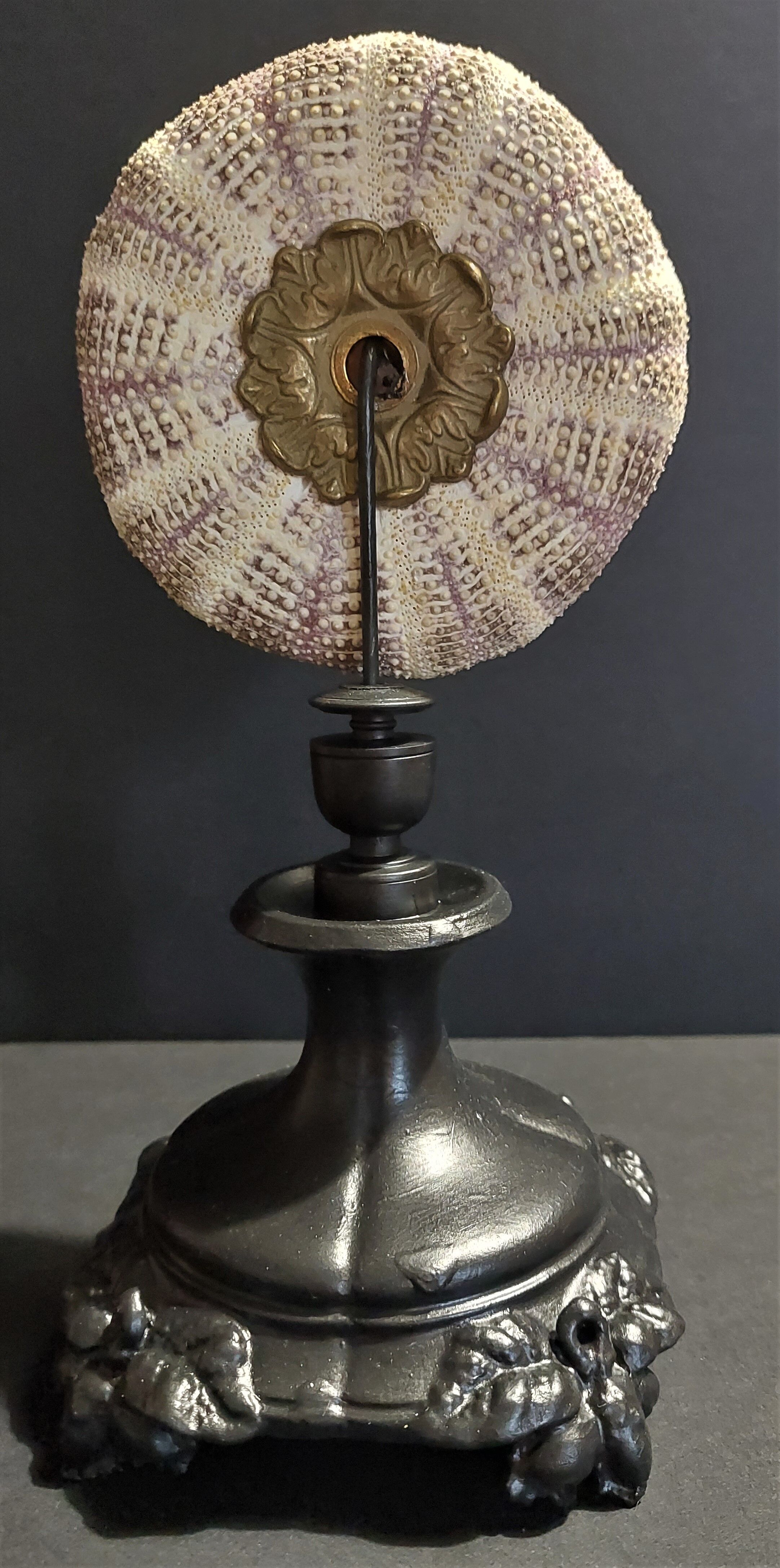 Cabinet of Curiosities sea urchin toxopneustes pileolus on base