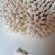Corail authentique
