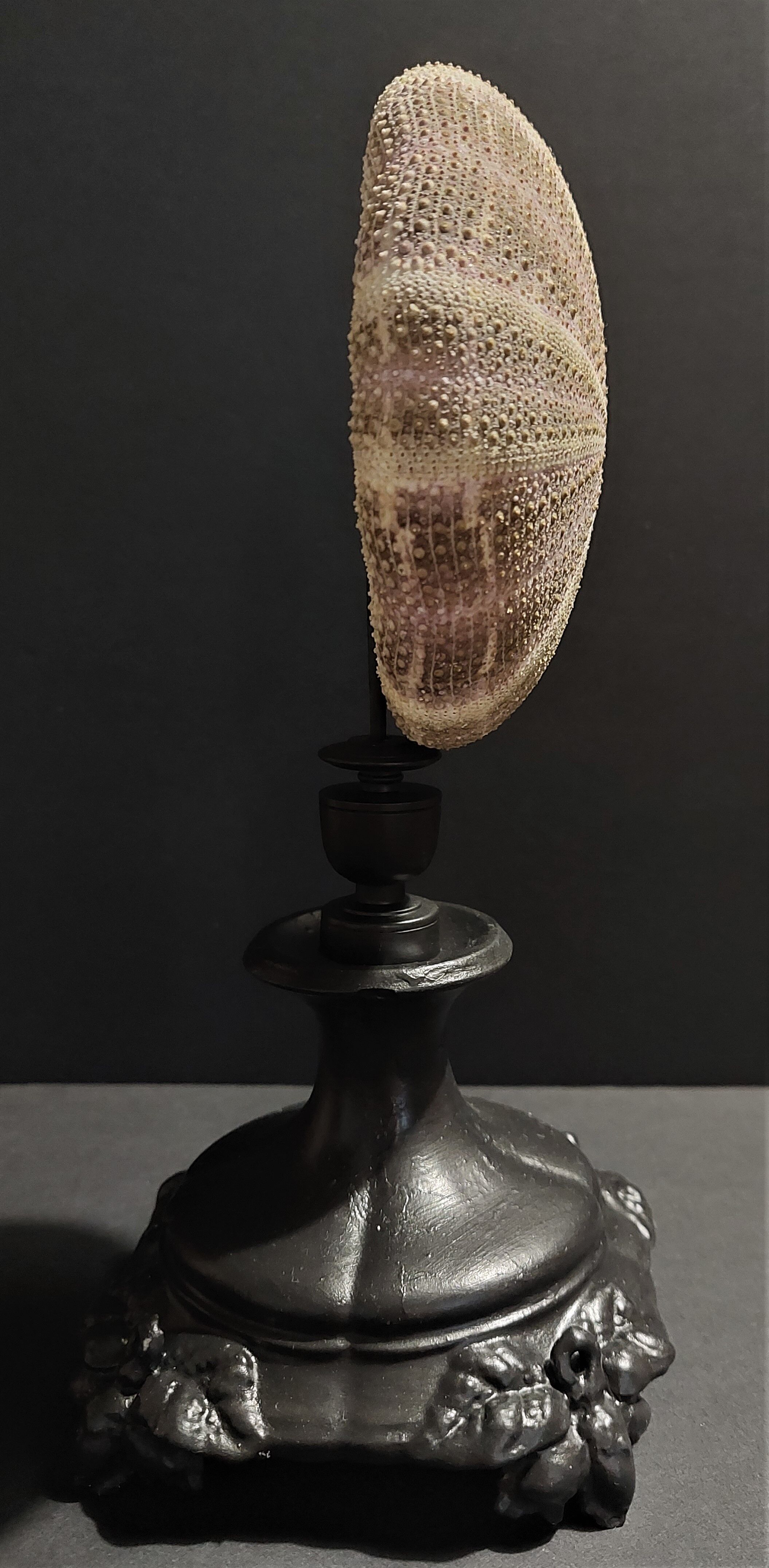 Cabinet of Curiosities sea urchin toxopneustes pileolus on base