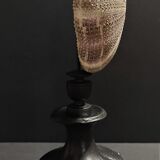 Cabinet of Curiosities sea urchin toxopneustes pileolus on base