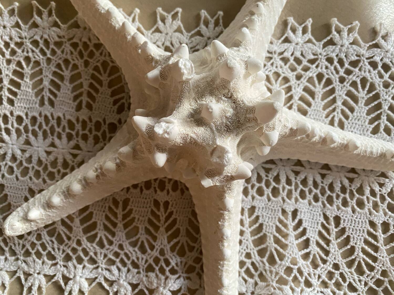 Great starfish Rhino