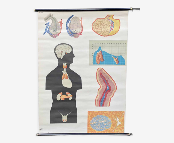 Affiche du système endocrinien, années 1970