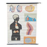 Pull-Down Chart of Endocrine System, 1970s