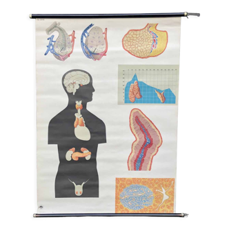 Pull-Down Chart of Endocrine System, 1970s