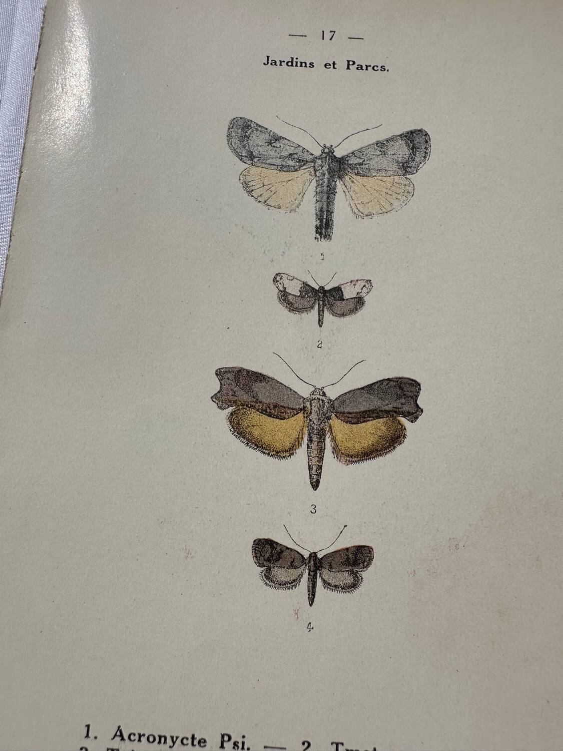 Botanical engraving plant France double-sided naturalist plate