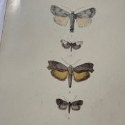Gravure botanique plante France planche naturaliste double face