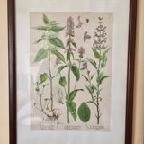 Set of 5 posters framed botanicals