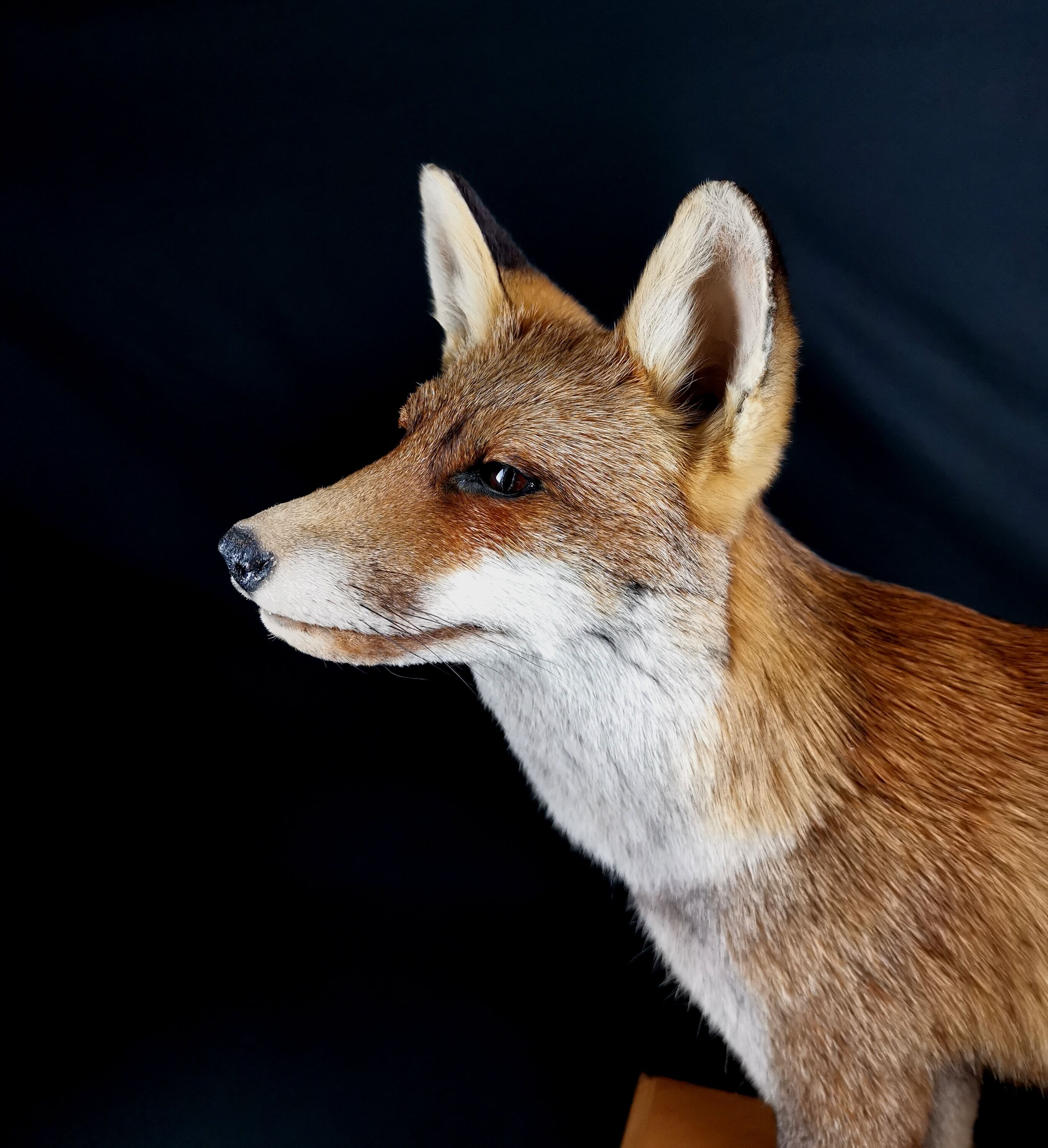 European red fox naturalized taxidermy