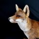 European red fox naturalized taxidermy