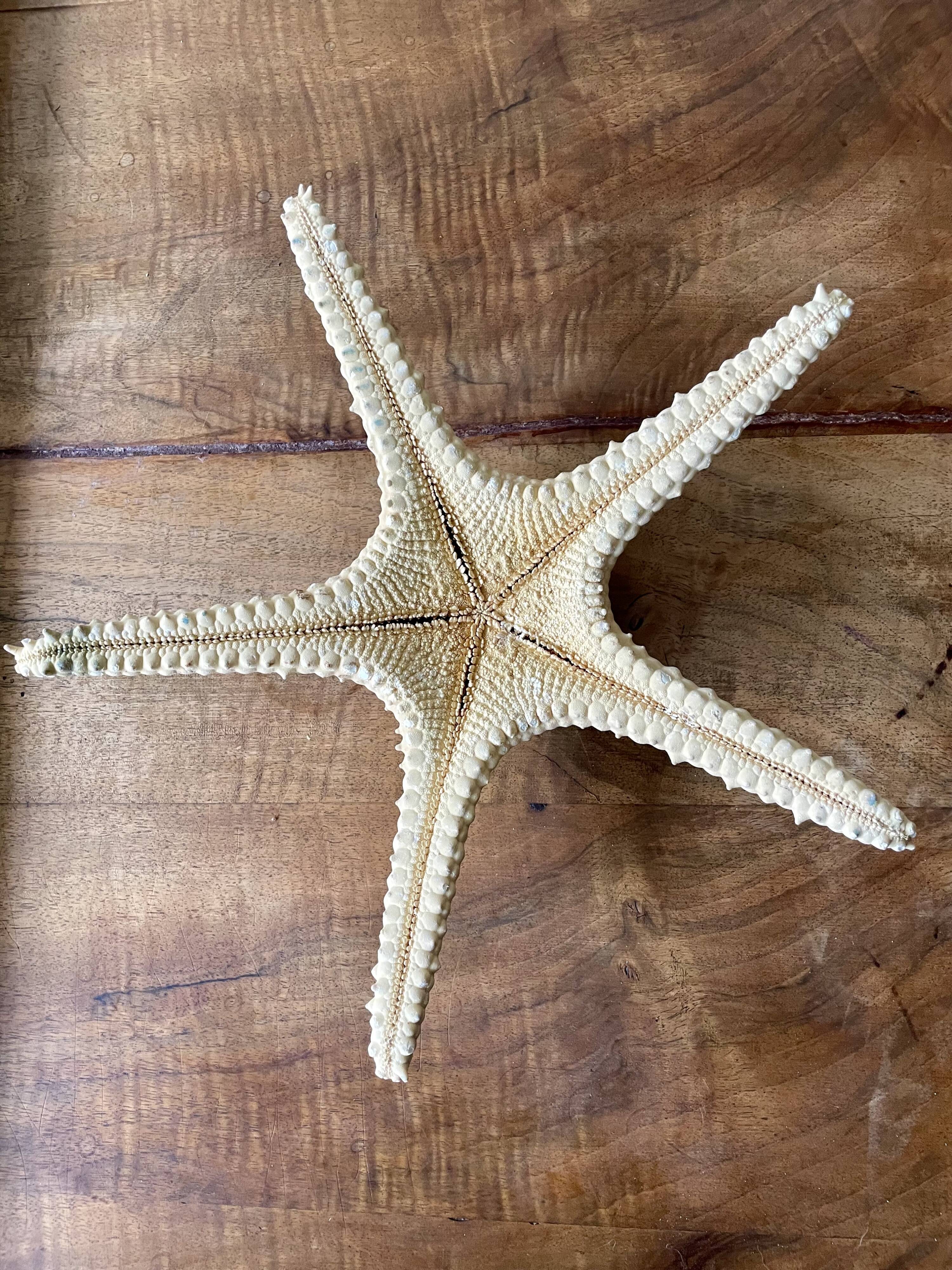 Starfish