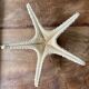Starfish