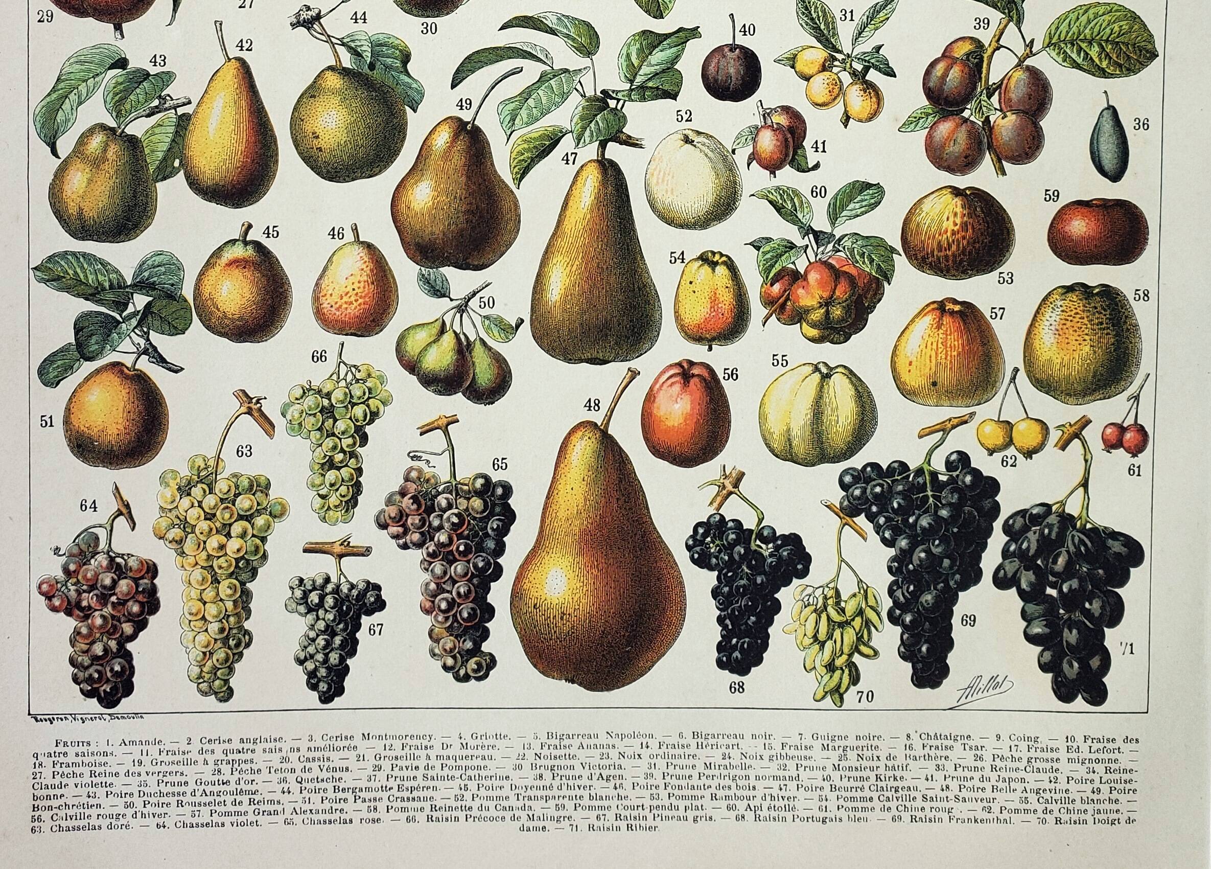 Gravure ancienne 1898, Fruits (de nos régions), variétés • Lithographie, illustration originale