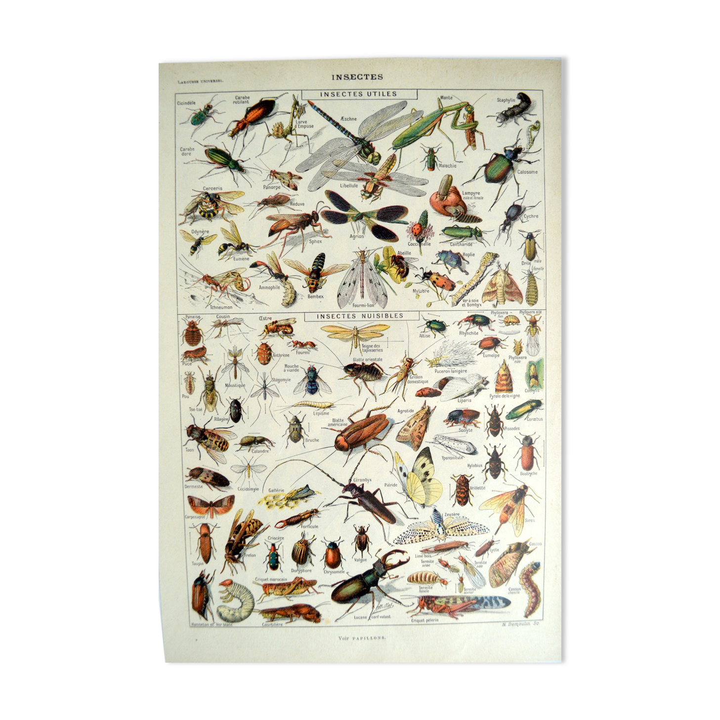Entomological framework insects 1923