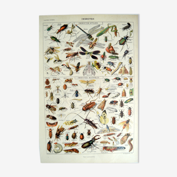 Cadre entomologique insectes 1923