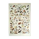 Entomological framework insects 1923