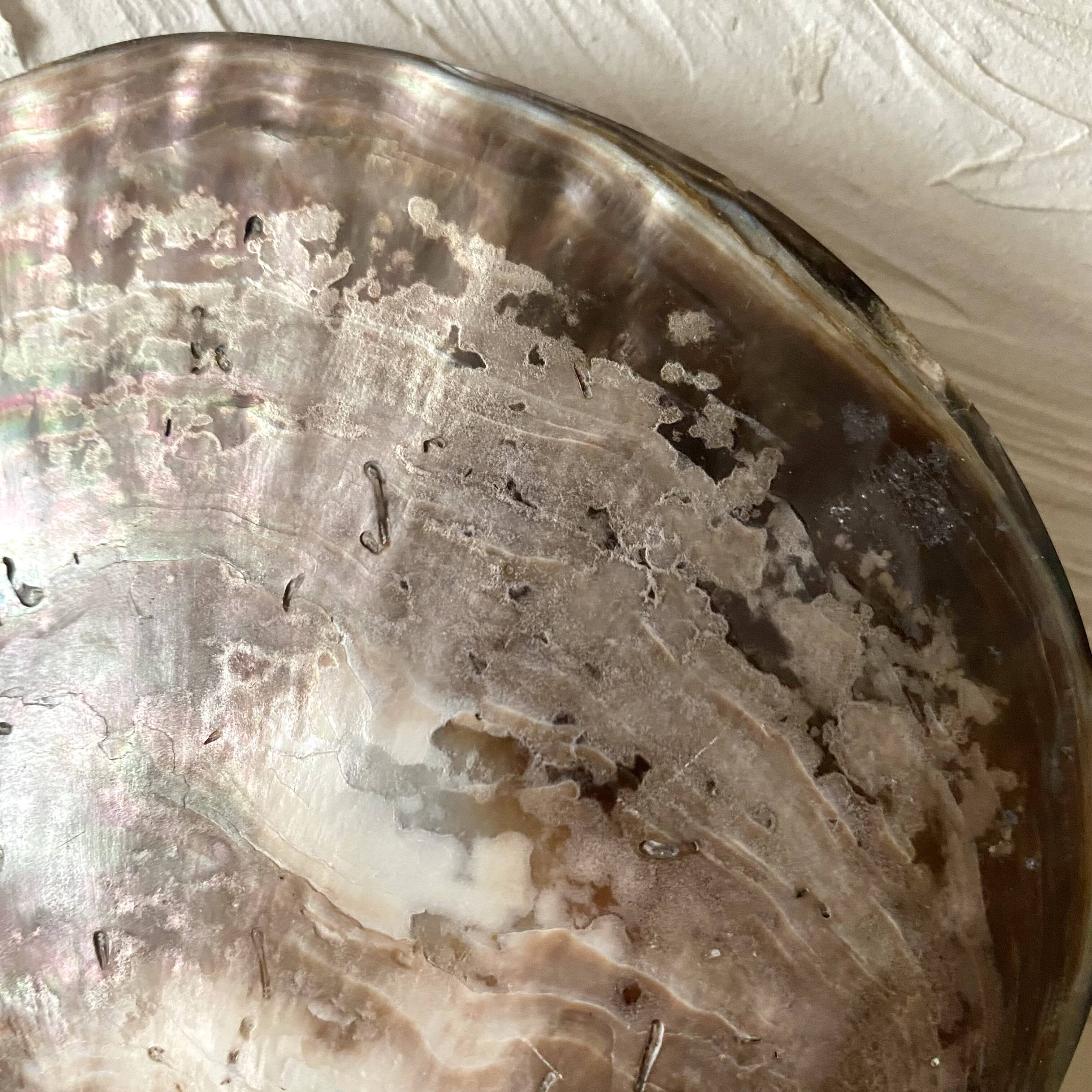 Oyster pearl catchall