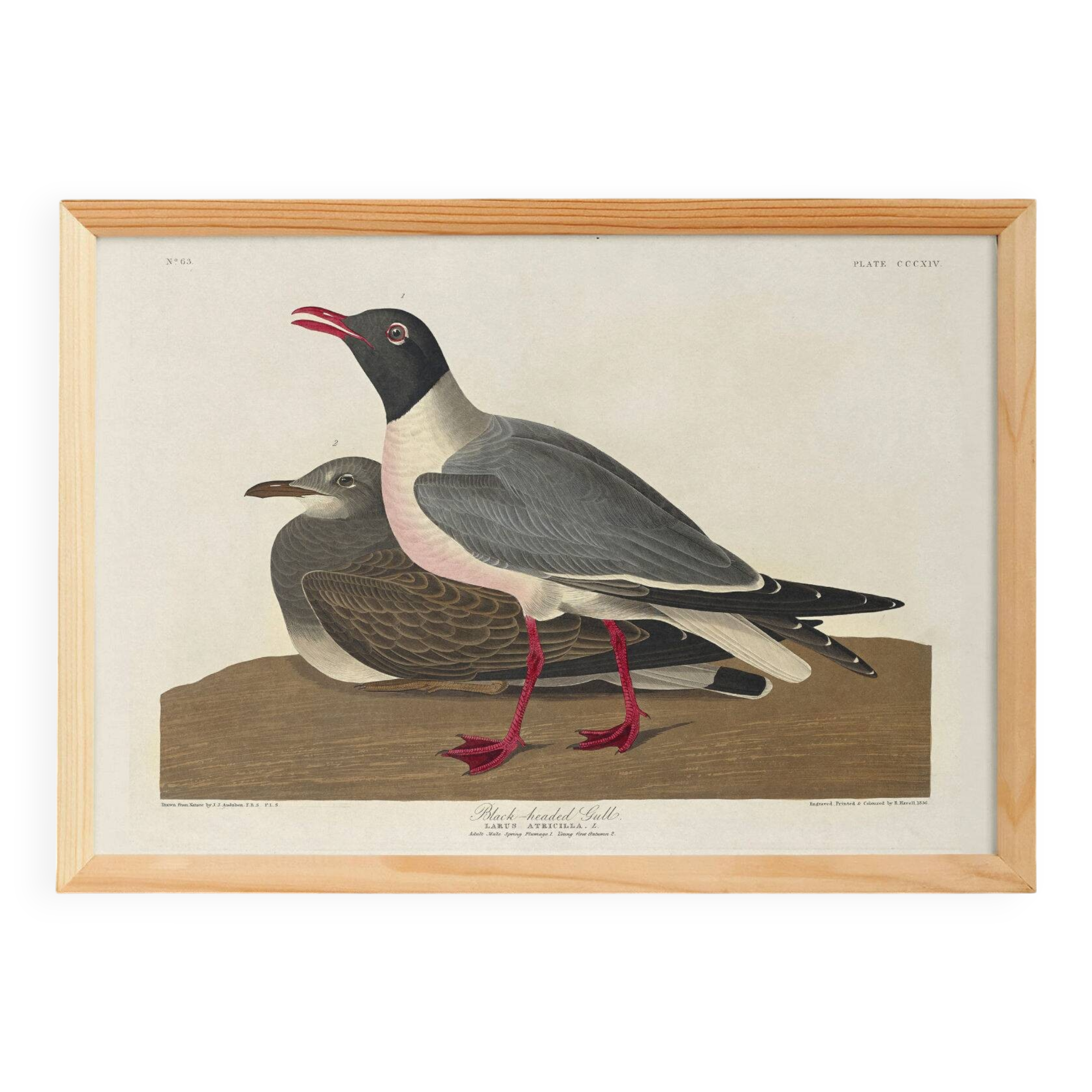 Poster about the laughing gull, based on an old engraving from 1827.